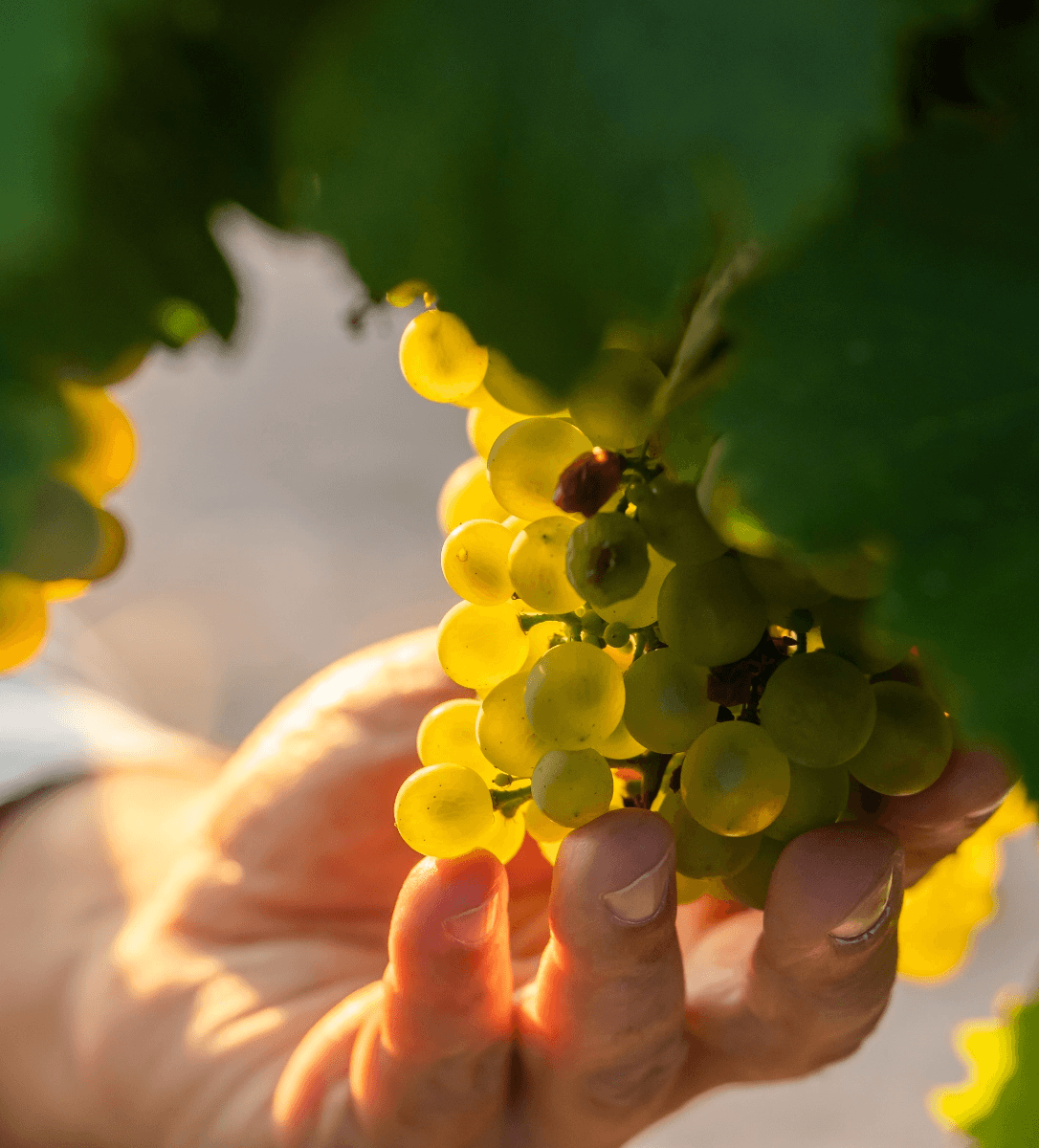Vin blanc bio
